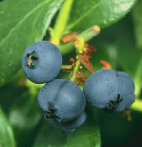 Prince Rabbiteye Blueberry Plant