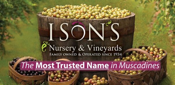 Ison’s Nursery & Vineyard | The Most Trusted Name in Muscadines