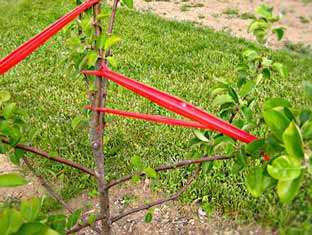 LEILIN Tree Branch-The Fruit Branch Spreader Forms Stronger Branches on Apples and Other Fruit Trees to Support The Growth of New Branches 30 pcs Blue 30 per Pack Branch Support 