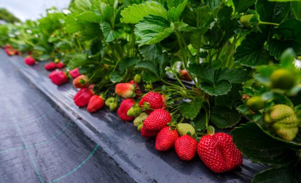 Rows,Of,Fresh,Strawberries,That,Are,Grown,In,Greenhouses