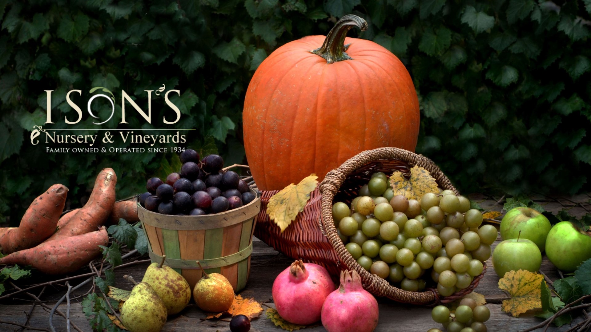 Muscadine Fall Harvest Picture