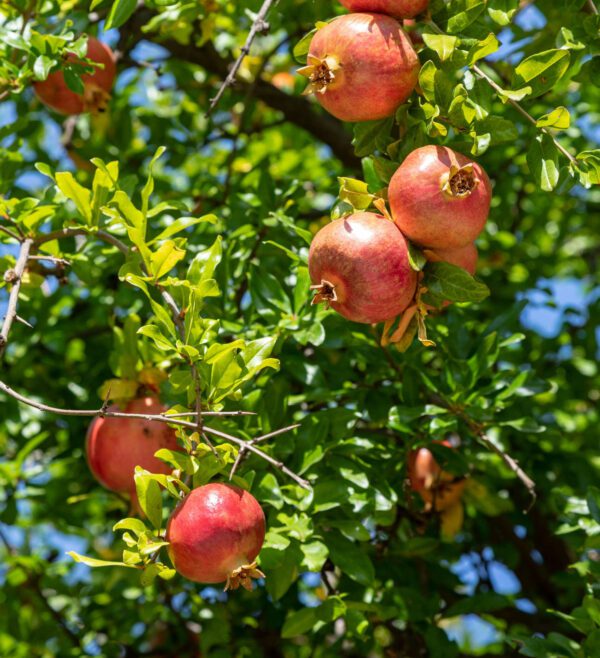 Sur Anor_Shutterstock_2045469698