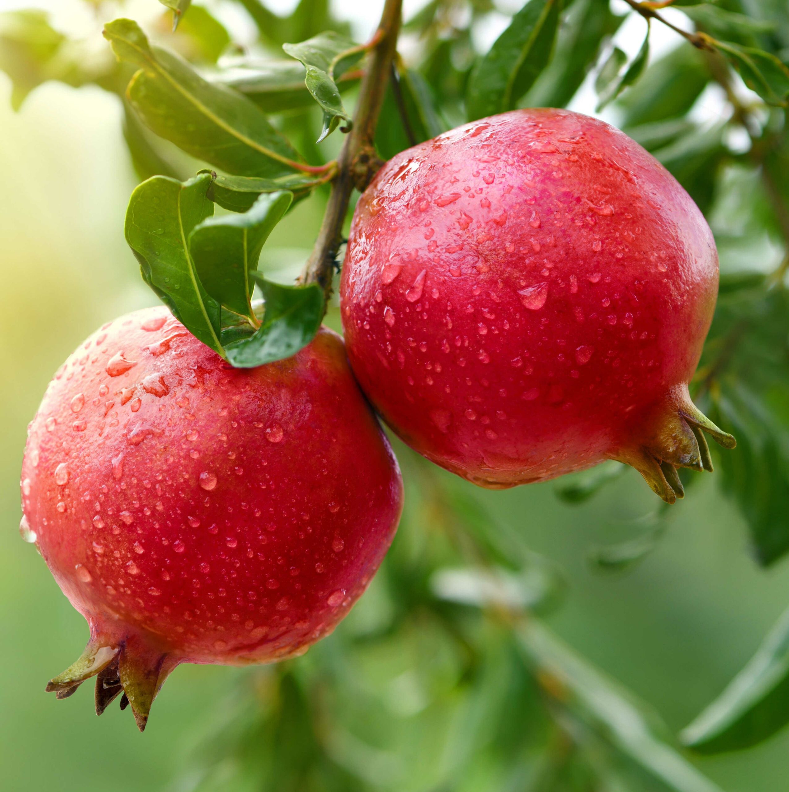 Texas Red Pomegranate | Ison's Nursery & Vineyard