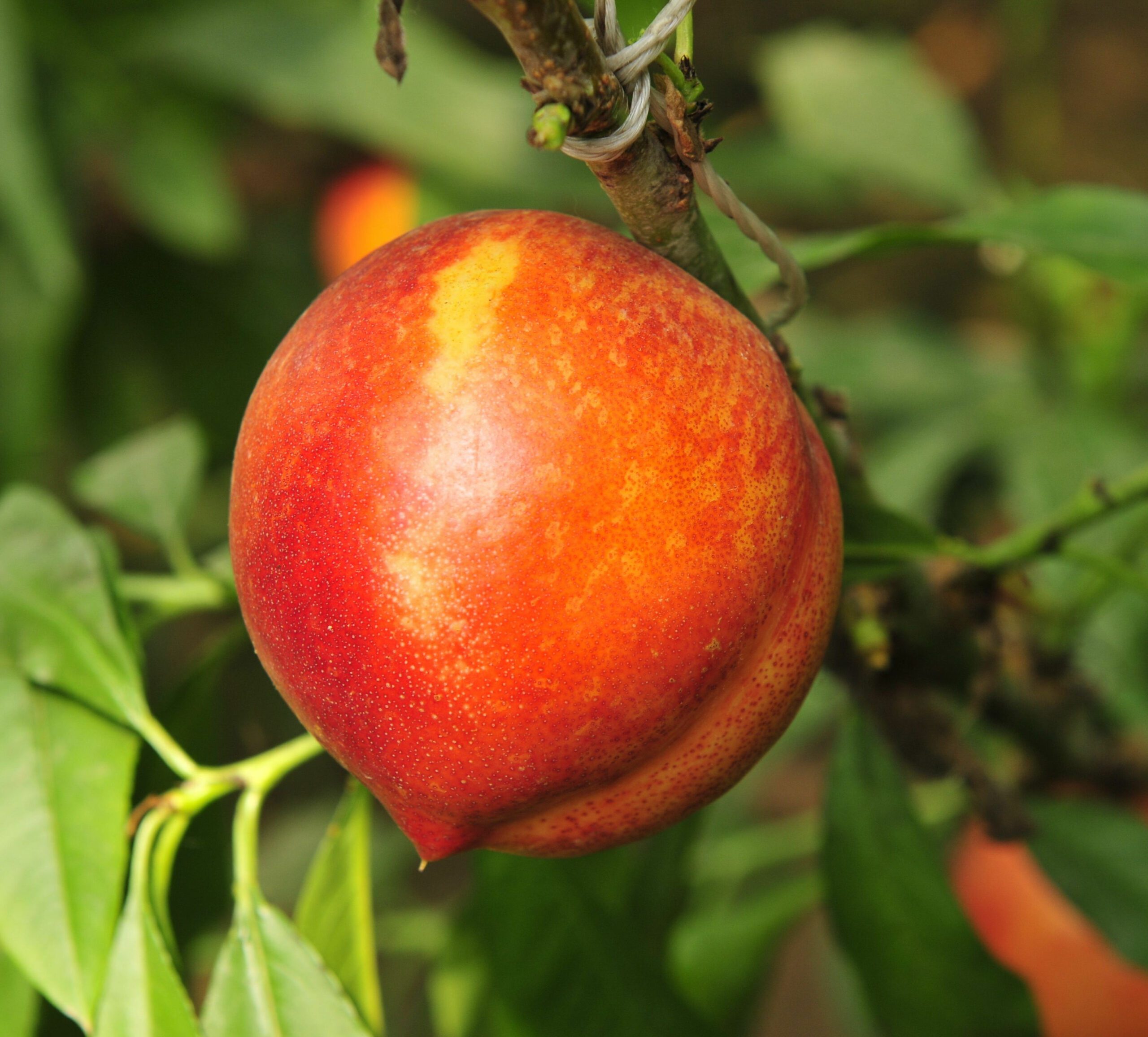 Nectarine Tree