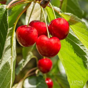 Royal Lee Cherry Tree - I/O