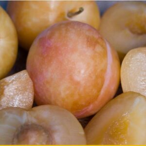 Splash Pluot Tree