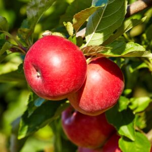 Crimson Crisp Apple Tree