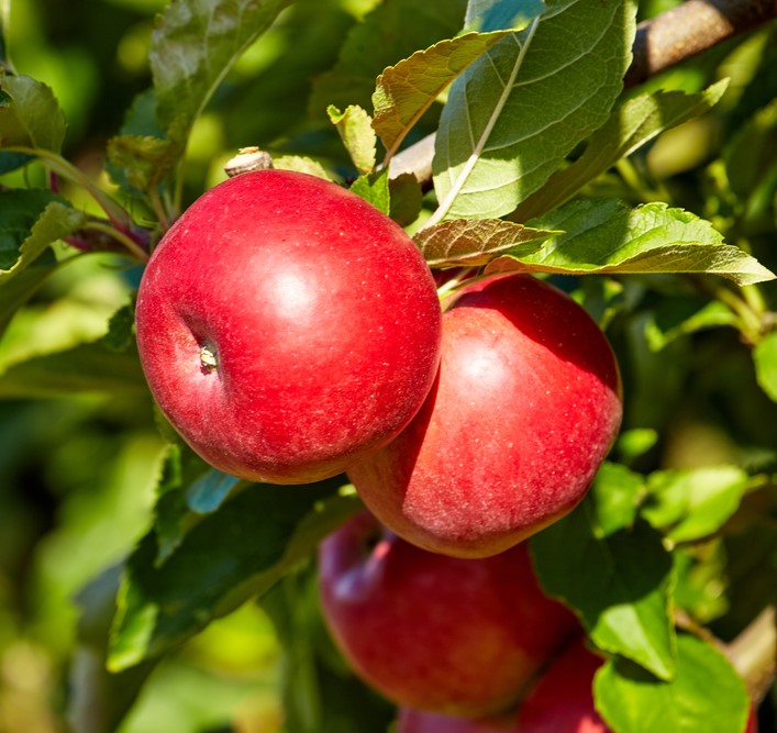 Honeycrisp Organic Apples 2 Lb, Pears, Peaches & Plums