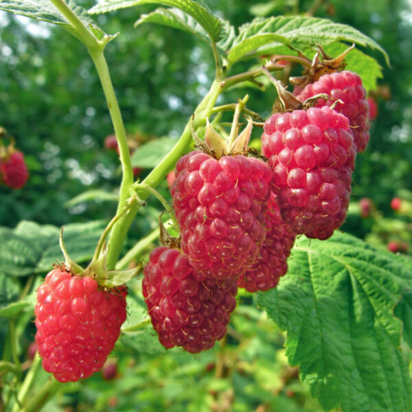 Jpeg Raspberry Hedge Joan J Raspberry Plant | Ison's Nursery & Vineyard