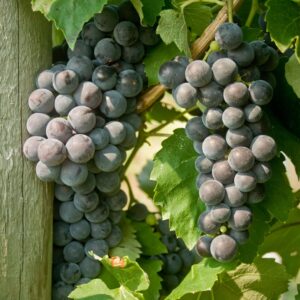 Everest Seedless Bunch Grape Vine