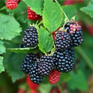 Galaxy Thornless Blackberry Plant