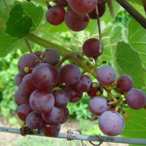Somerset Bunch Grape Vine