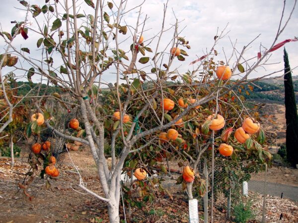 Tamopan_Persimmon_Tree