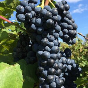 Marquette Bunch Grape Vine