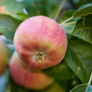 Liberty Apple Tree