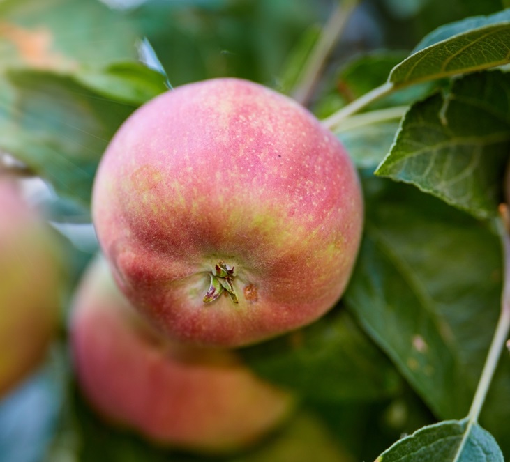 Honeycrisp Apple Tree  Ison's Nursery & Vineyard