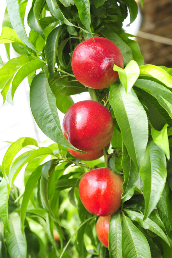 Mayfire Nectarine Tree 34' Ison's Nursery & Vineyard