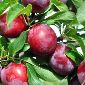 Ruby Queen Plum Tree 3-4'