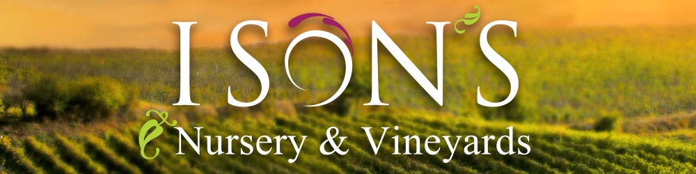 Ison’s Nursery & Vineyard | The Most Trusted Name in Muscadines