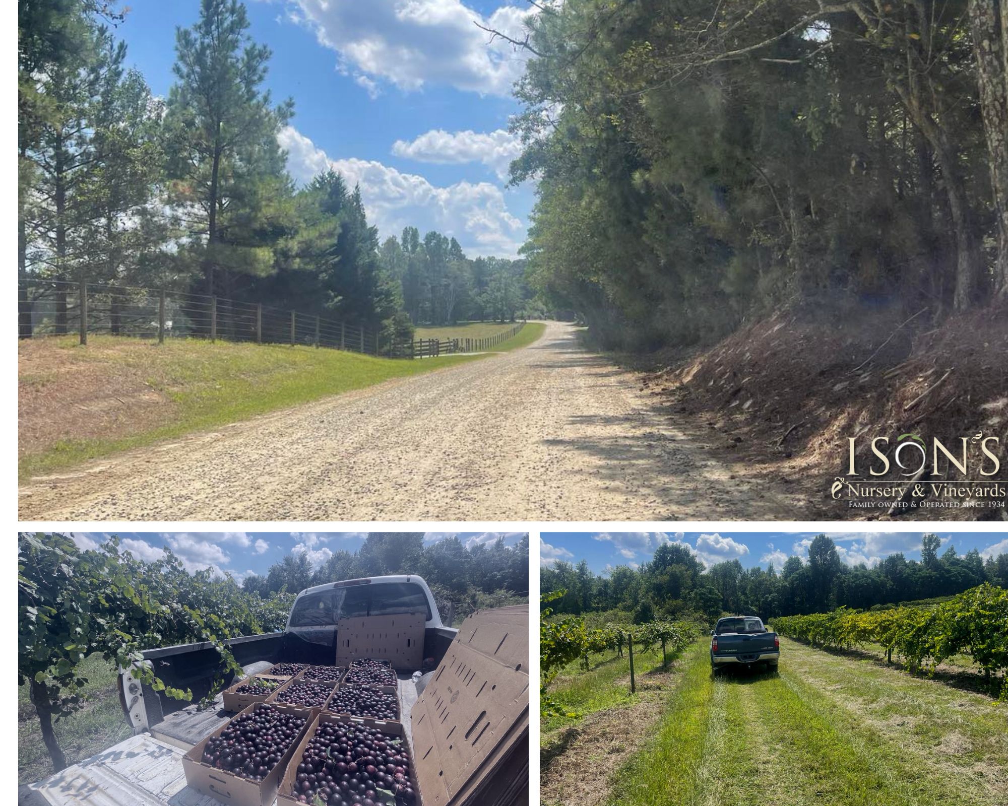 Muscadine Memories - Ison's Nursery & Vineyard