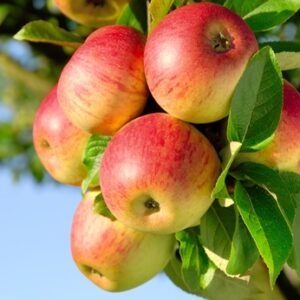 Cinnamon Spice  Apple Tree - NEW