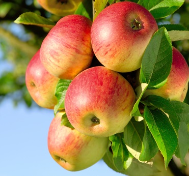 Honeycrisp Apple Tree  Ison's Nursery & Vineyard