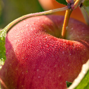 Wolf River Apple Tree - NEW