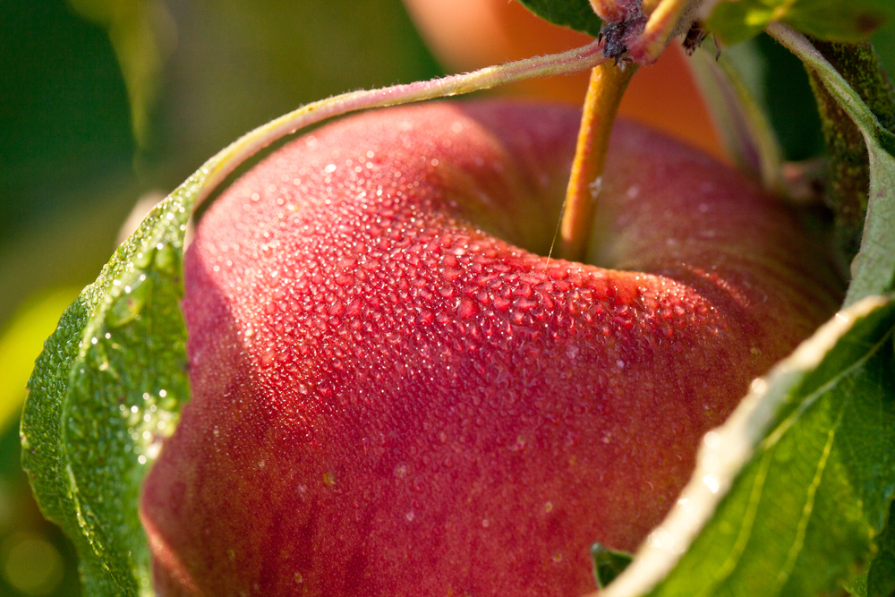 Granny Smith Apple Tree  Ison's Nursery & Vineyard