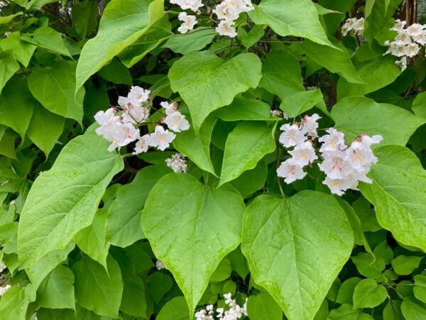 Northern,Catalpa,Tree,Leaves,And,Flowers