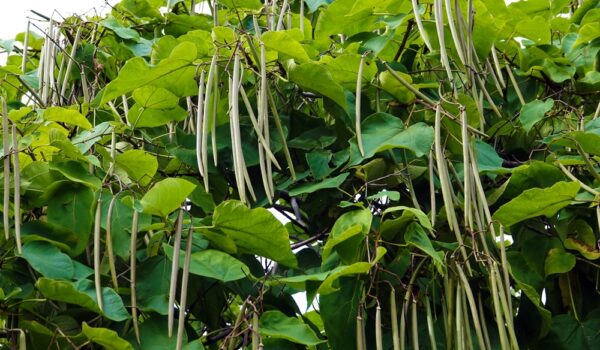 Catalpa,Tree,With,Its,Long,Seeds,Hanging,On,A,Branch