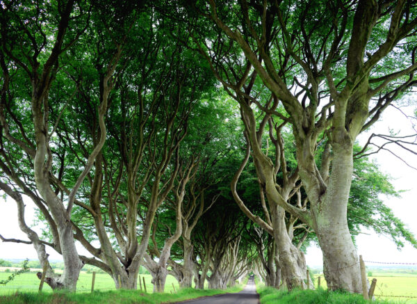 Country,Road,Lined,With,Sycamore,Trees,In,Northern,Island