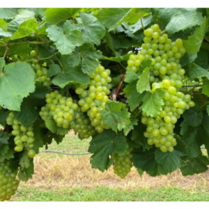 ** NEW Southern Sensation Bunch Grape **
