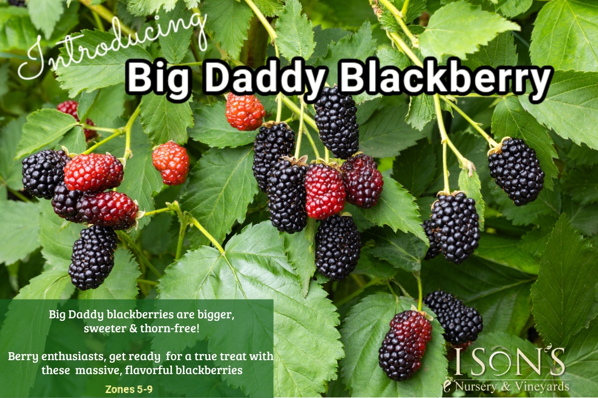 Ison’s Nursery & Vineyard The Most Trusted Name in Muscadines