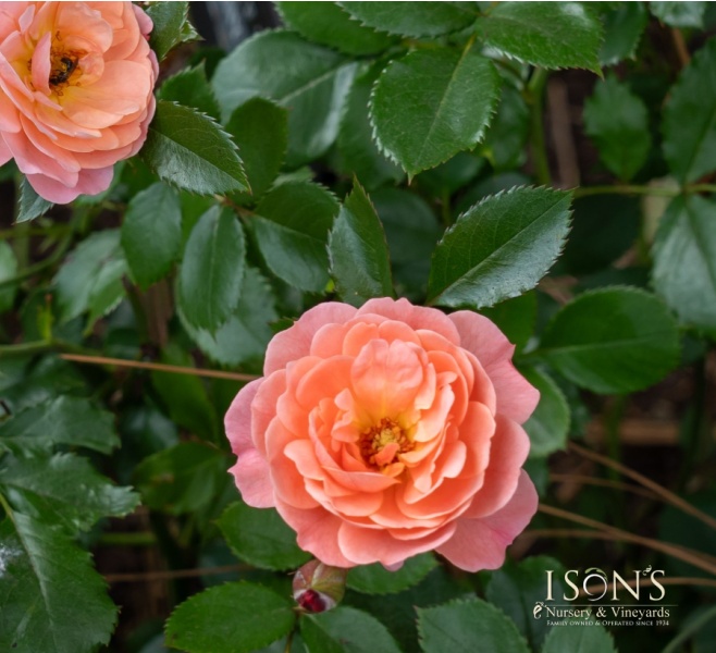 Drift Roses Archives - Ison's Nursery & Vineyard