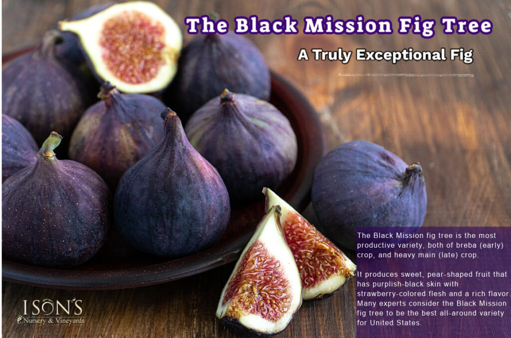 Ison’s Nursery & Vineyard The Most Trusted Name in Muscadines