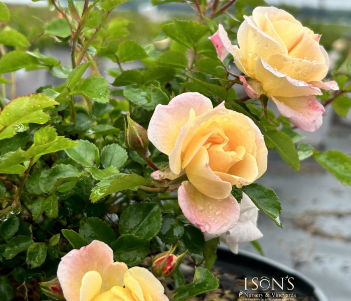 Drift Roses Archives Ison's Nursery & Vineyard