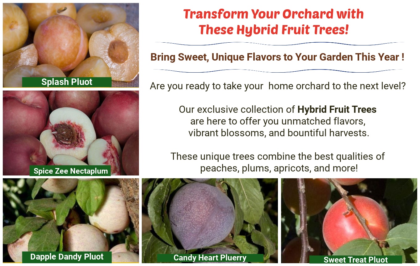 Ison’s Nursery & Vineyard The Most Trusted Name in Muscadines