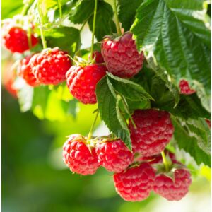 Prelude Raspberry Plant - New