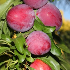 AU Producer Plum Tree