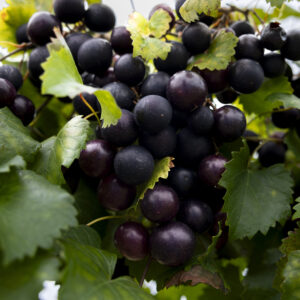 **NEW** Mighty Fine Muscadine