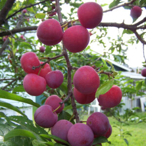 Toka Plum Tree