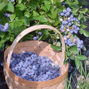 Backyard Blueberry Bundle