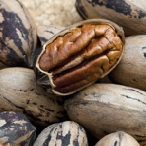 Jackson Pecan Tree