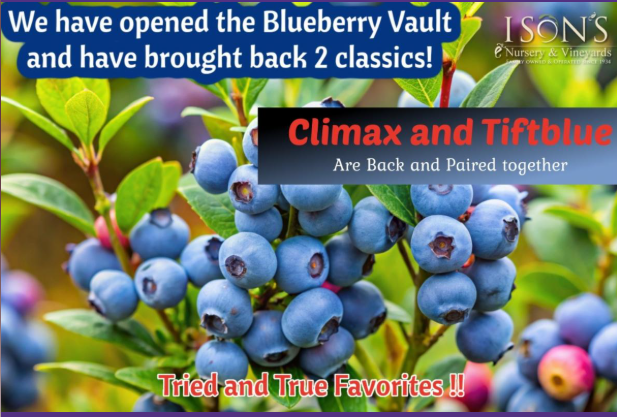 Climax and Tiftblue Package