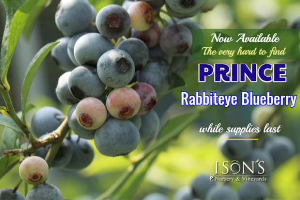 Prince Blueberry Available
