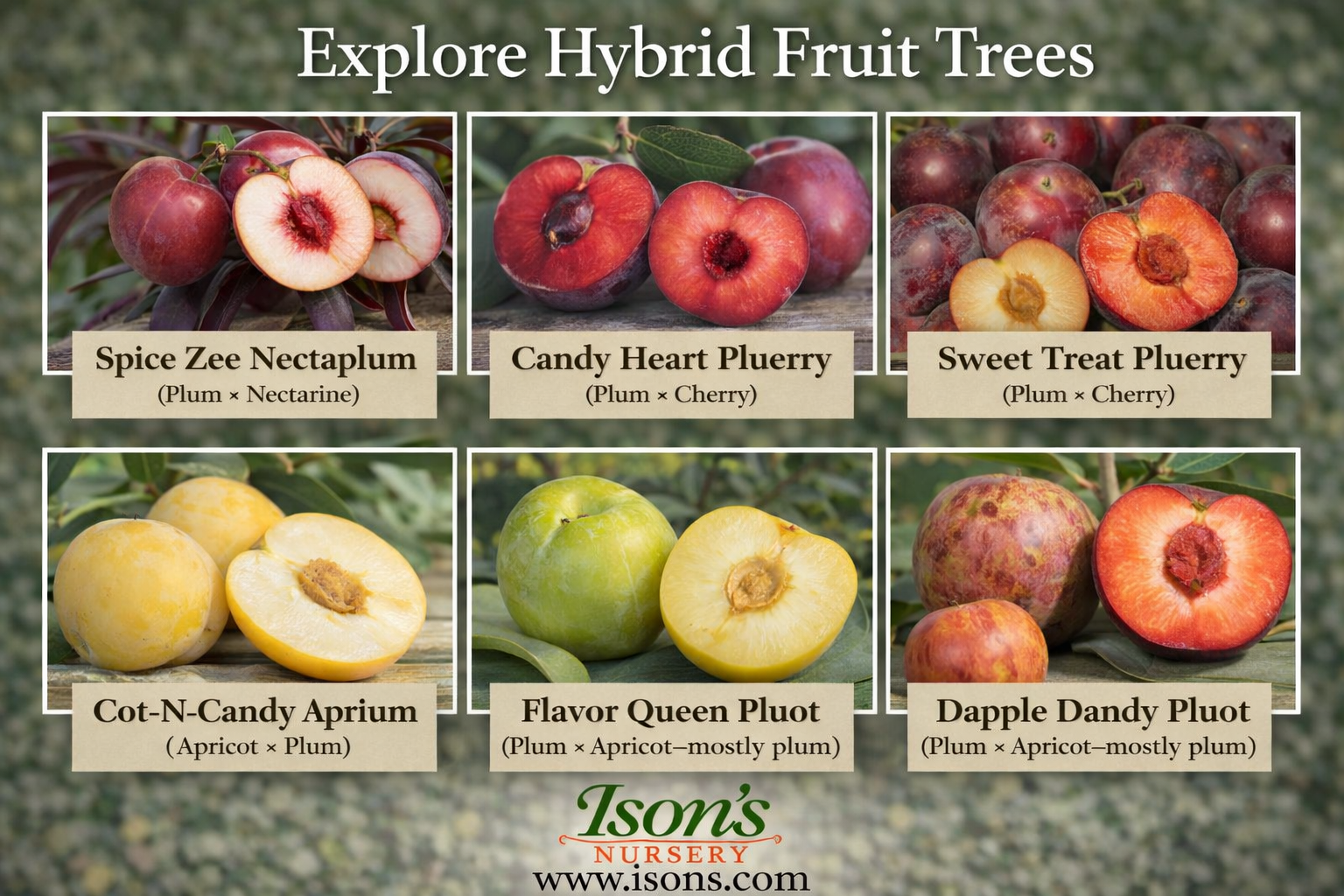 Hybrid Fruit Tree banner