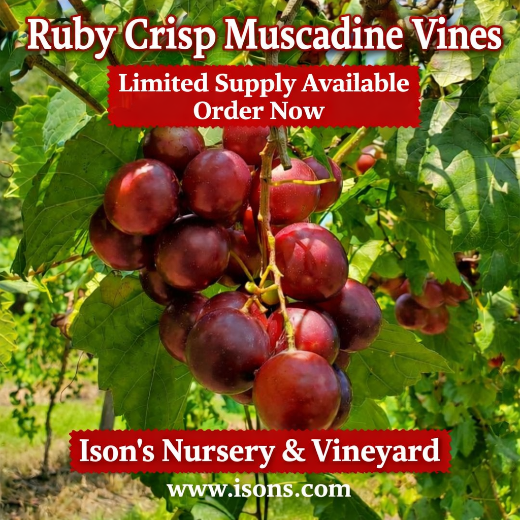 Ruby Crisp Limited Supply 2.24.26