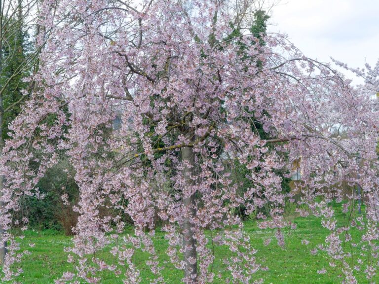 Pendula Weeping Cherry | Ison's Nursery & Vineyard
