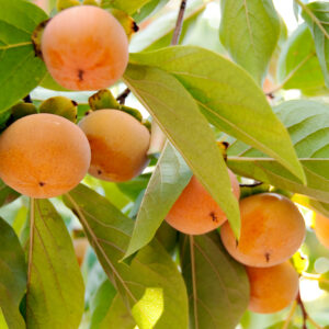 Special Box of Persimmon Trees
