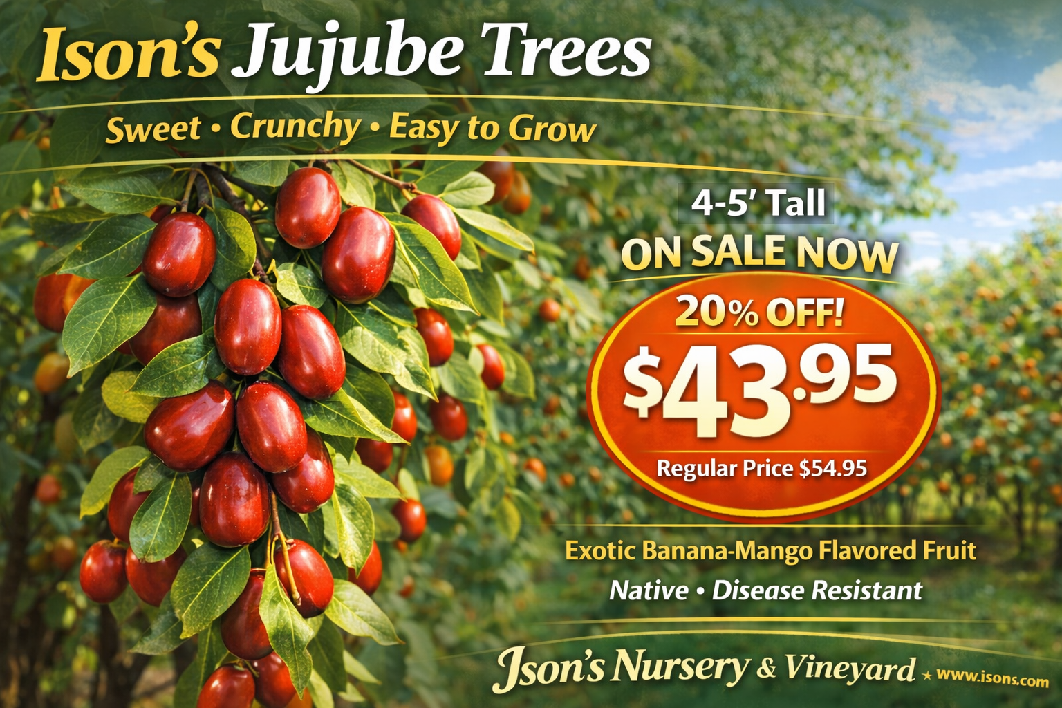 Jujube sale